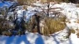Un puma acechó a una familia que realizaba una caminata en El Chaltén