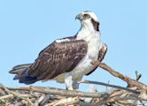 Osprey