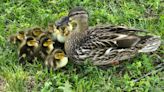 Neighbors rescue ducklings trapped in Westland sewer