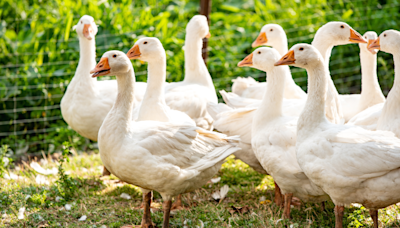 Man Pulls Prank on His Pet Geese and They Totally Lose It