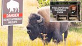 Drunk Yellowstone tourist kicks bison, injuring himself before getting arrested