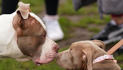 The number of XL Bully dogs in Charlton revealed