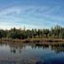 Sifton Bog