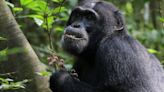 Chimpanzees seek out medicinal plants to treat ailments, study finds