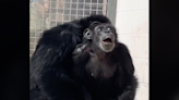 影/感人畫面！黑猩猩被關29年 第一次看到寬廣天空滿臉新奇