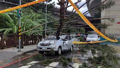 北台灣強降雨掀災情！土城路樹倒塌壓車 駕駛與乘客驚險脫困