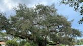 Oak survives Ian, Nicole: Vero Beach officials give tree reprieve; sign of times | Opinion