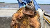 Kentucky angler nabs a 200-pound prehistoric alligator snapping turtle