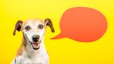 Can dogs talk by pressing buttons? What science says about the debate.