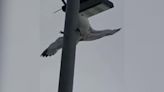 Bird trapped in fishing line stuck on lamp-post