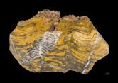 Stromatolite