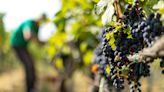 Wine wins, crops lose, as farmers grapple with record Balkans heat