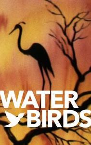 Water Birds