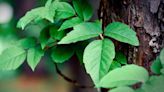 How to identify poison ivy with your smartphone — use these apps