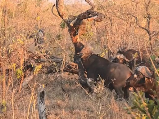 Watch: Lion Cub Escapes Death by 1,000 Buffaloes