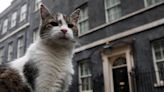 Gato ‘caçador’ do governo britânico faz sucesso nas redes enquanto Starmer se prepara para o cargo de premier