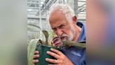 Cambridge University Botanic Garden: 'Stinky' orchids that smell like 'rotting meat' bloom at Cambs garden