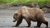 Hungry bears are out looking for food in Lake Tahoe area. How to keep them away