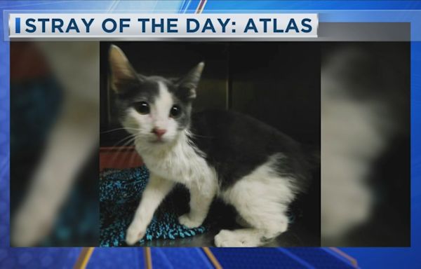 Stray of the Day: Meet Atlas