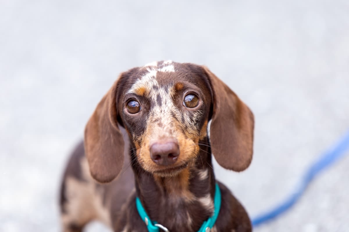 Texas Foster Mom Cleverly Rounds Up Scared Dachshund Found Curled Up in Front of Walgreens