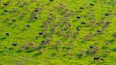 South Sudan says its six million antelope make up world’s largest land mammal migration, but poaching on rise