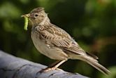 Eurasian skylark