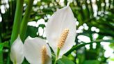 Five-minute job you ‘must’ do for peace lilies to bloom ‘for longer’
