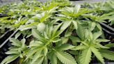Ravenna, Streetsboro consider limits on adult cannabis dispensaries