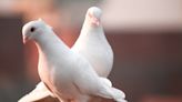Internet Bands Together to Help 12 Doves Dumped After a Wedding
