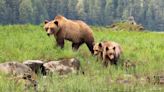 U.S. Soldier Dies from Injuries After Bear Attack in Alaska