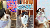This 'Pupcasso' Raises Thousands of Dollars For Charity — With Her Own Paintings!
