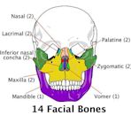 Facial skeleton