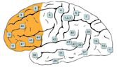 Prefrontal cortex