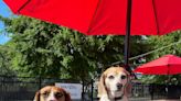 Which restaurants in Charlotte are dog-friendly? Here’s where you can eat with your pup