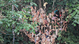 'Shrine' in woods is made of Barbie dolls – and people don't know what to think