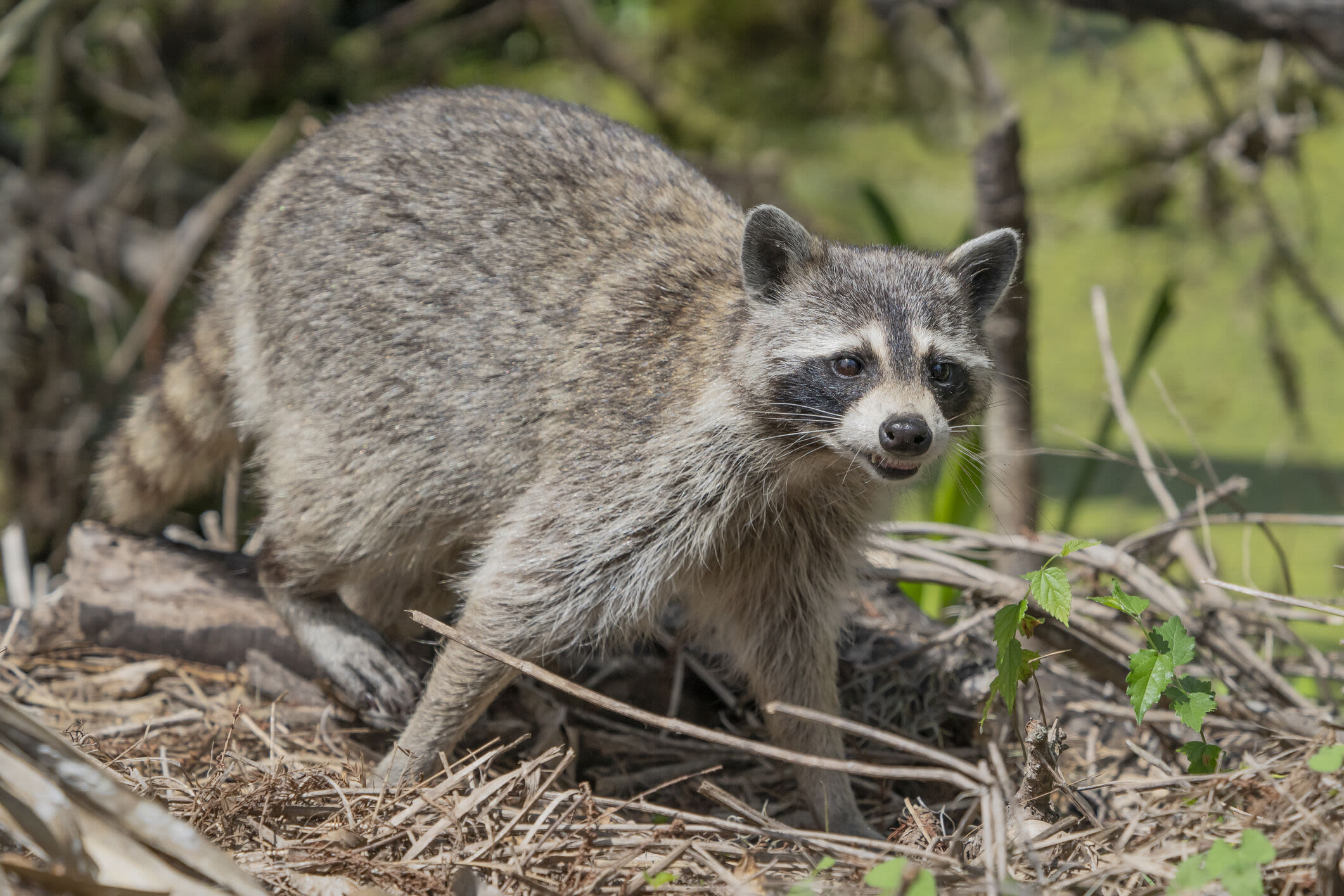 Rabid raccoon found in College Park for 2nd time in the past month - WTOP News