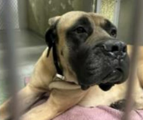 Dog abandoned on Long Island highway with note requesting she get ‘good care’