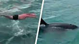 Man fined after being filmed jumping off boat to body slam orca
