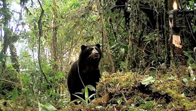 Santuario Histórico de Machu Picchu pionero en monitoreo satelital de osos de anteojos