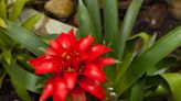 How to Grow Guzmania Bromeliads for Perfect Blooms At Home