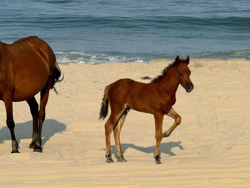 After tragic loss of young stallion, Outer Banks wild horse herd welcomes new foal