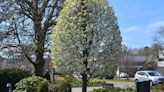 Spring blooms in Delaware Park Centre