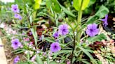 How To Grow And Care For Ruellia