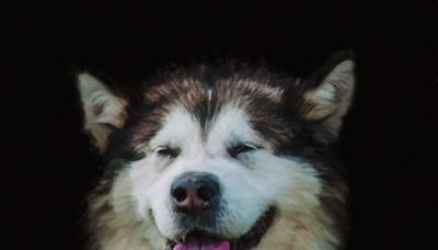 Silly Malamute Tries to Snuggle Mom but Gets More Than He Bargained For