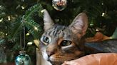Holiday foods can be toxic to pets – a veterinarian explains which, and what to do if Rover or Kitty eats them