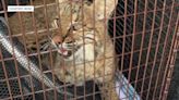 Injured bobcat rescued in Jensen Beach, safely released back into wild
