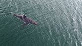 The white shark boom: ‘Canada is not used to having large marine predators close to shore’