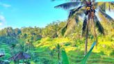 天堂之島峇里島最美的梯田 景色壯觀優美！