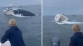 Huge humpback whale flips over boat, tosses fishermen into chilly sea off US coast: Watch