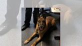 POLICE DOG MISSING: Lithonia Police Department searching for missing K9 officer